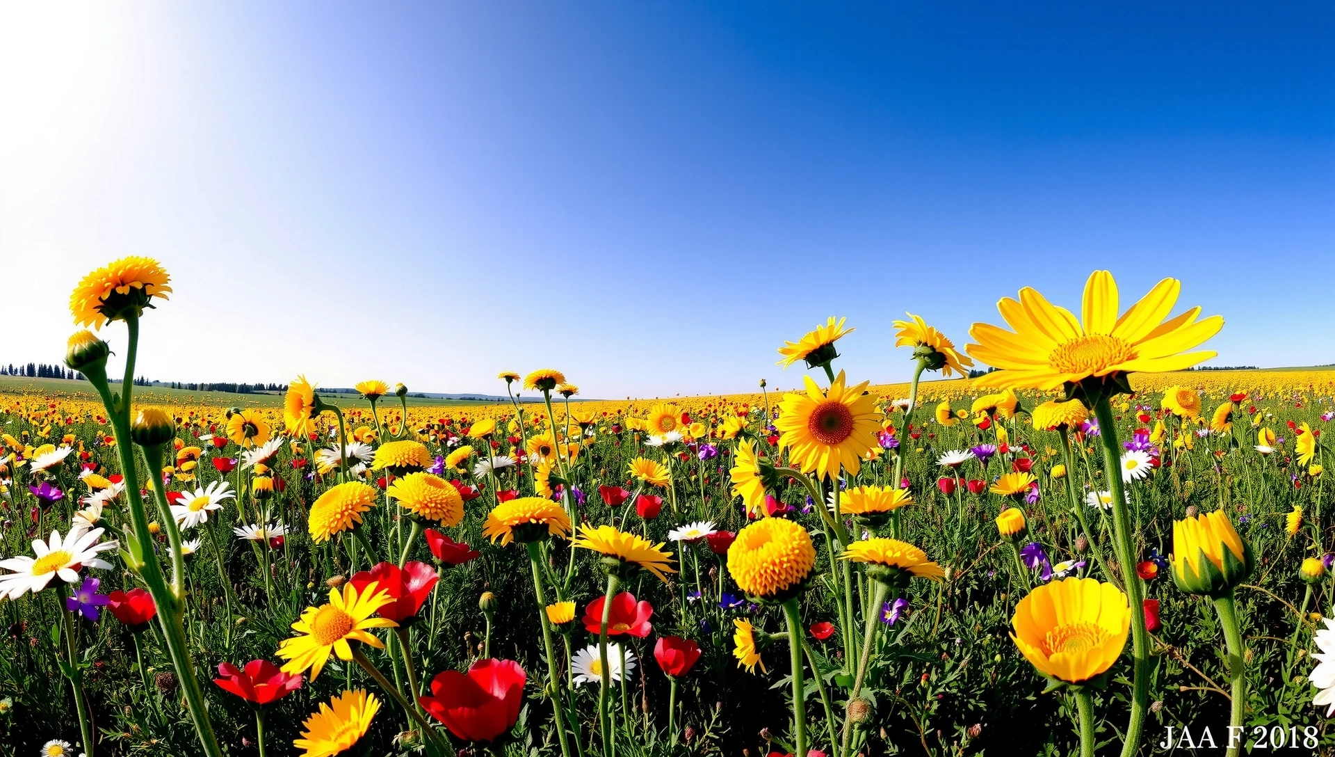 Campo de flores silvestres bajo un cielo azul vibrante, transmitiendo vitalidad y salud natural.